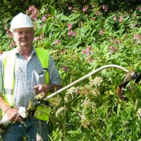 Himalayan Balsam